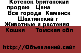 Котенок британский продаю › Цена ­ 3 000 - Все города, Каменск-Шахтинский г. Животные и растения » Кошки   . Томская обл.